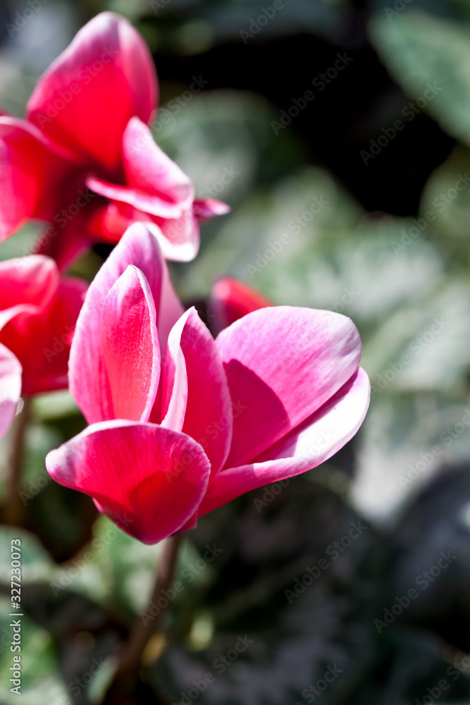 flower in bloom flower in bloom