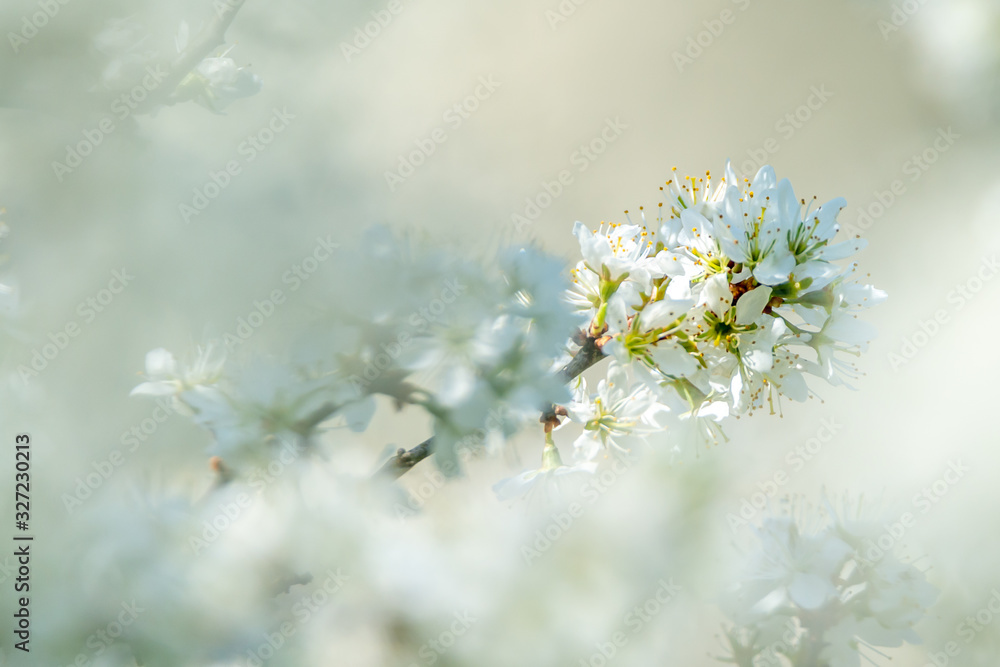Branch with sloe berry blossoms. Light background with place for text, copy space. Soft focus, bokeh and narrow debt of field. Close up picture.