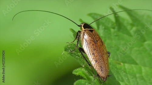 Waldschabe, Pleusschaben (Ectobiinae) photo