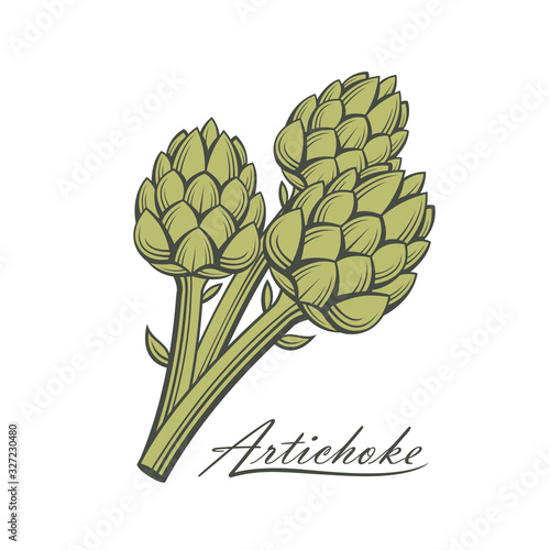 green artichoke bud vegetable illustration isolated on white background