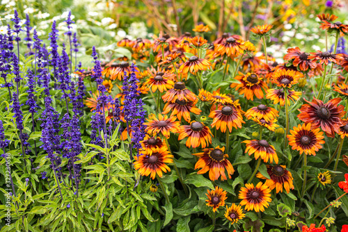 Rudbeckias photo