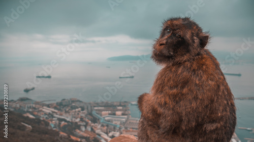 Monkey sitting on the rock of gibraltar.