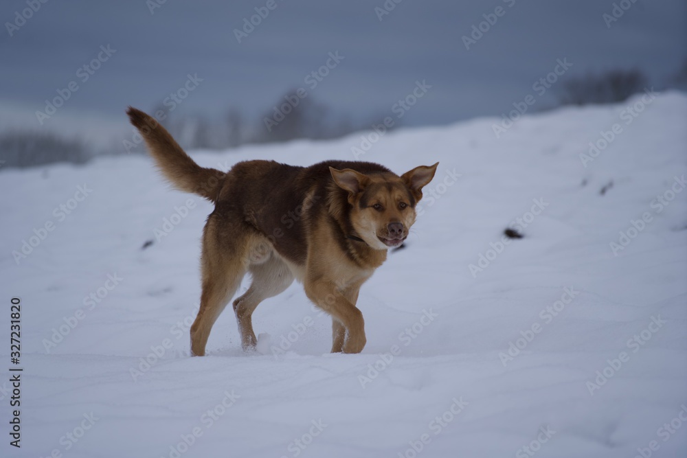 Naklejka premium dog in snow