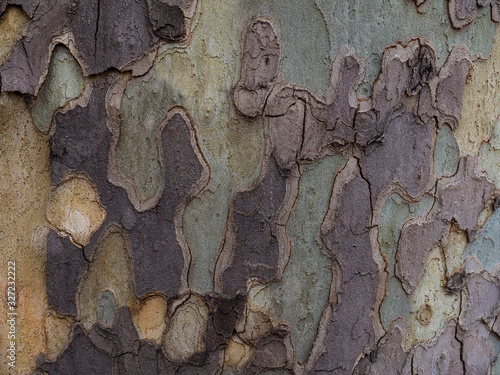 Horizontal photo of green, yellow and gray bark textures