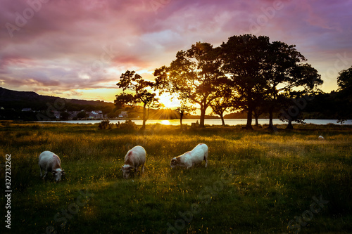 Sheep in field at sunset with tree silhouette
