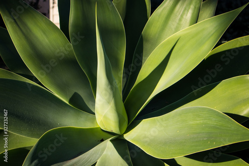 Succulent Opening in Garden