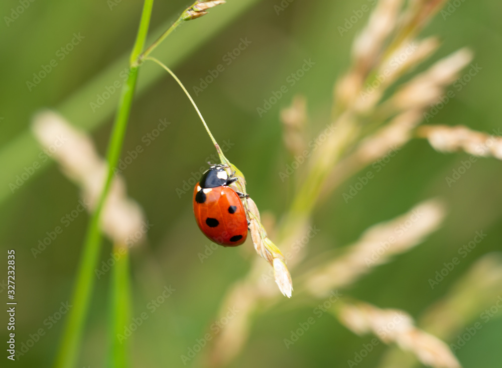 Obraz premium marienkäfer
