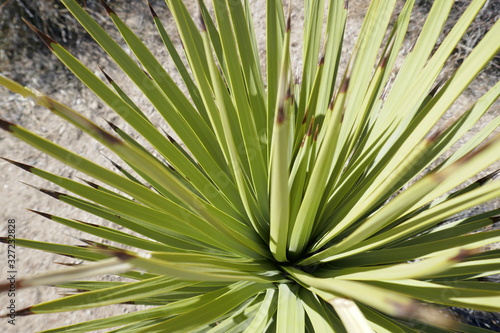 threadbare cactus plant