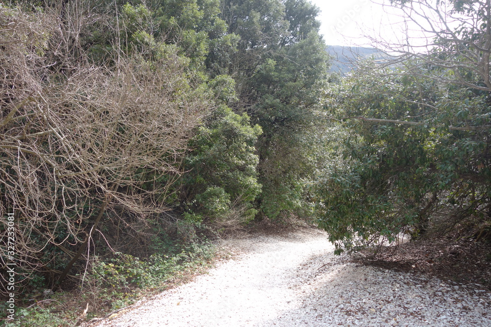 Fototapeta premium Lame Rosse