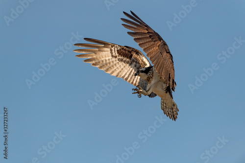 An Osprey prepares to land with talons extended. © RGL Photography