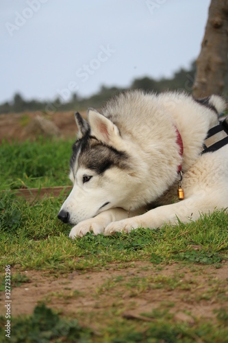 chien husky