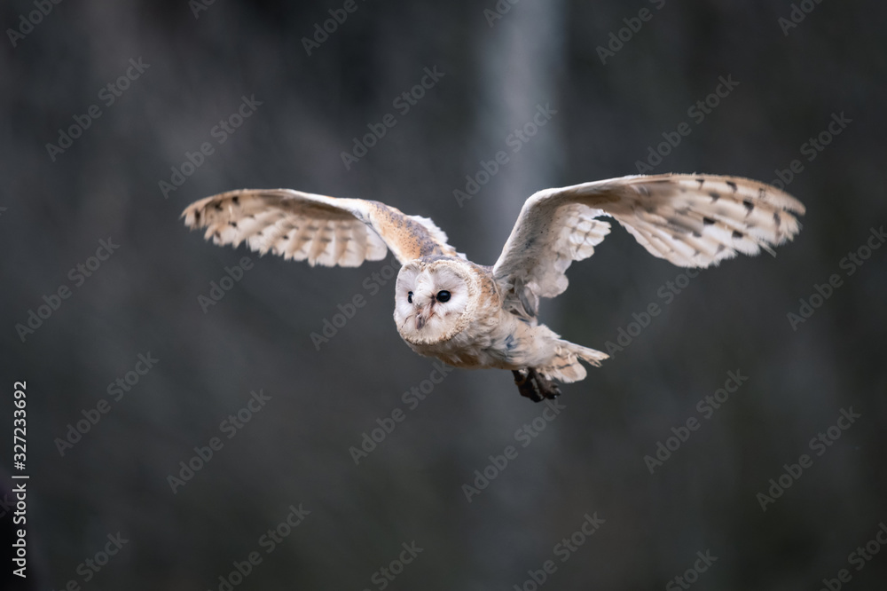 Fototapeta premium Barn Owl (Tieto Alba) in flight