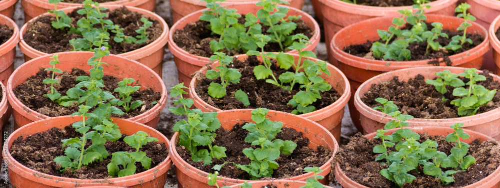 Growing seedlings in peat pots. Plants in a greenhouse, gardening and growing decorative plants, top view Growing seedlings in peat pots. Plants in a greenhouse, gardening and growing decorative plants, top view