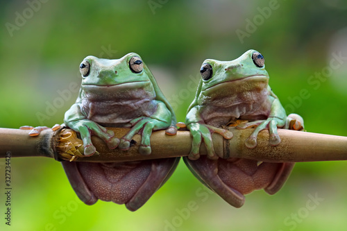 Valokuva Green tree frogs on a branch, dumpy frog, animal closeup