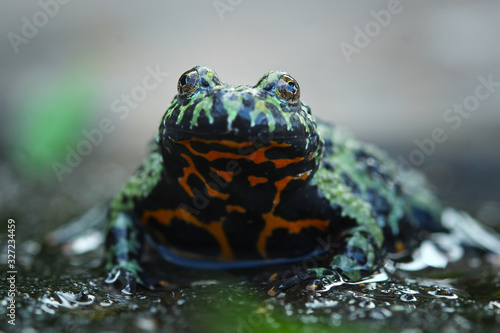 cute fire belly toad, oriental fire bellied toad, animal closeup
