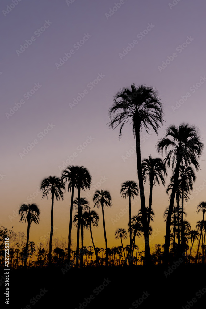 Vertical landscape with .silhouette palm trees during sunset in El Palmar National Park, Argentina.