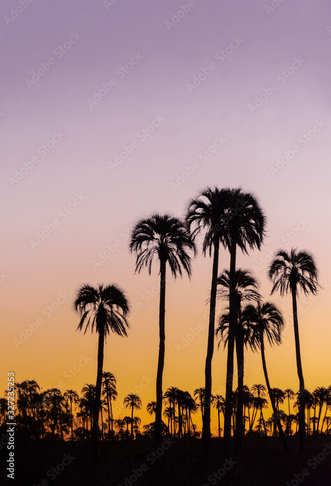 Obraz premium Vertical landscape with .silhouette palm trees during sunset in El Palmar National Park, Argentina.