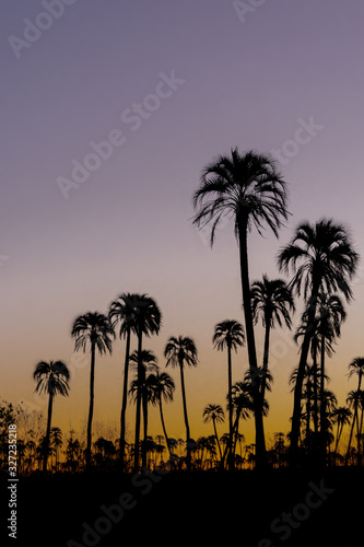 Vertical landscape with .silhouette palm trees during sunset in El Palmar National Park  Argentina.