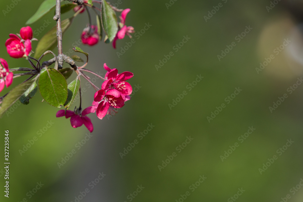 Flowering decorative apple tree. Close up of many red crab-apple flowers in a tree in full bloom in spring Flowering decorative apple tree. Close up of many red crab-apple flowers in a tree in full bloom in spring