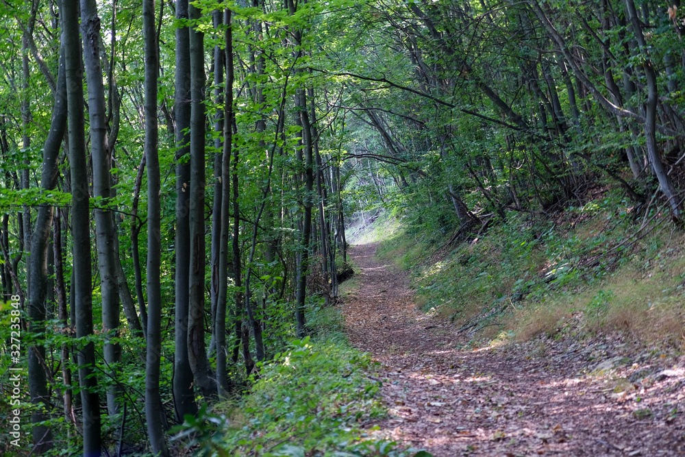 path in the forest
