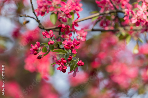 Flowering decorative apple tree. Close up of many red crab-apple flowers in a tree in full bloom in spring