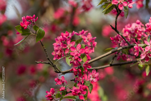 Flowering decorative apple tree. Close up of many red crab-apple flowers in a tree in full bloom in spring