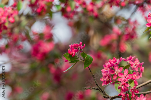 Flowering decorative apple tree. Close up of many red crab-apple flowers in a tree in full bloom in spring