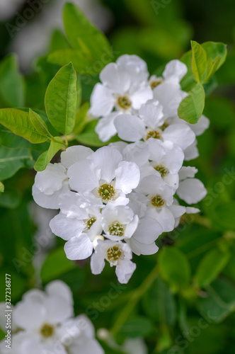 Exochorda racemosa Snow Mountain white flowering shrub, ornamental plant in bloom photo