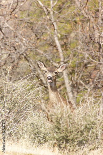 Fototapeta Naklejka Na Ścianę i Meble -  face of a fawn young deer looking forwards