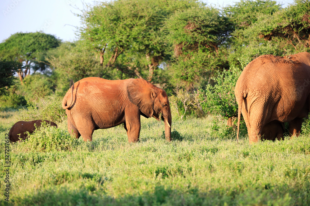 Obraz premium Elephants with red skin because of dust in Tsavo East Nationalpark, Kenya, Africa
