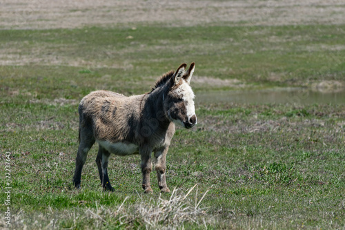 Cute fuzzy donkey standing alone in a pasture