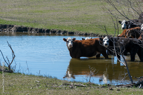 Herd of cattle wading into pond for a drink
