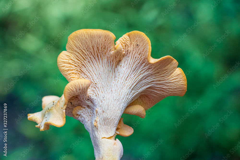 The underside of Cantharellus lateritius (Smooth Chanterelle) mushroom