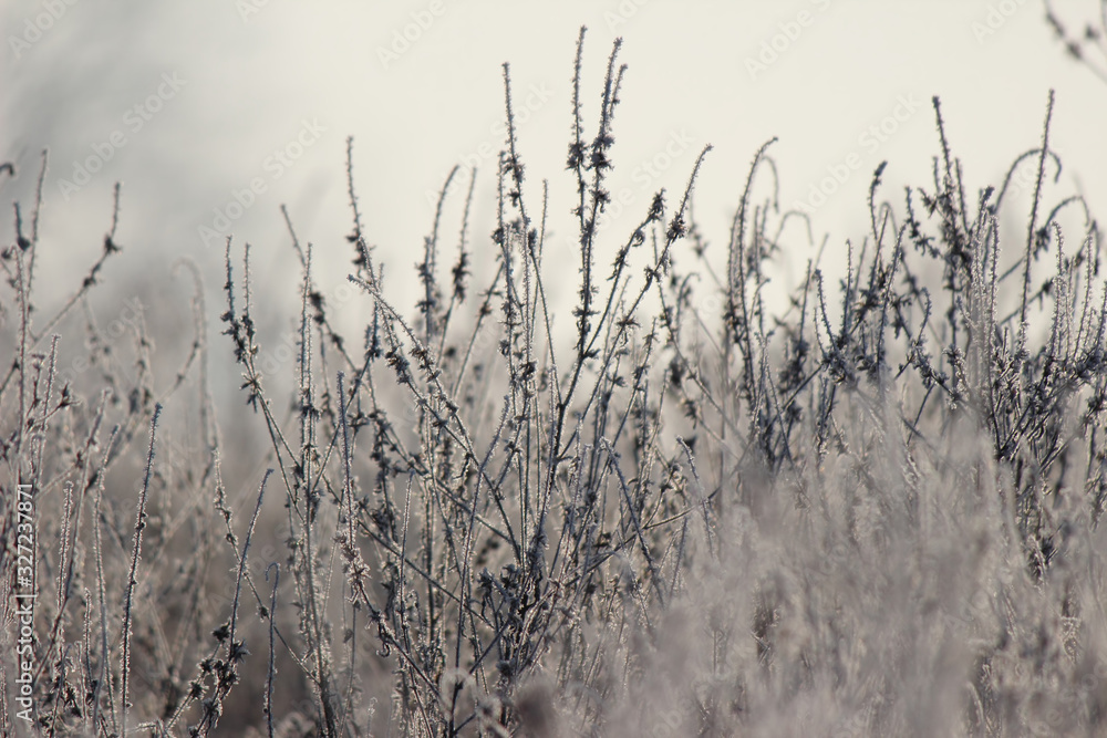 Obraz premium Flowers decorated with iced water droplets