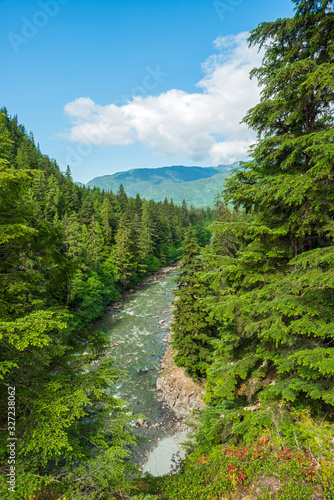 Pine trees surround the creek in Kleanza Creek Provincial Park, British Columbia, Canada