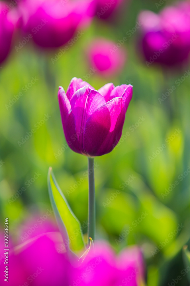 Fototapeta premium Spring beautiful purple tulips field close-up in garden. Selective focus.
