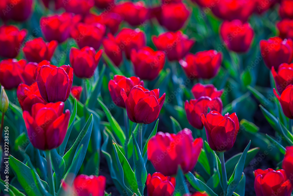 Group of red tulips in the park. Spring landscape background
