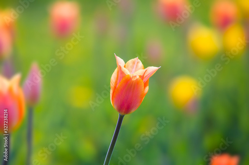 Pink and yellow tulips flower field spring background. Selective focus