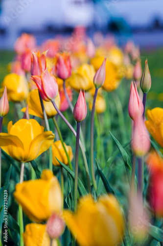 Pink and yellow tulips flower field spring background. Selective focus