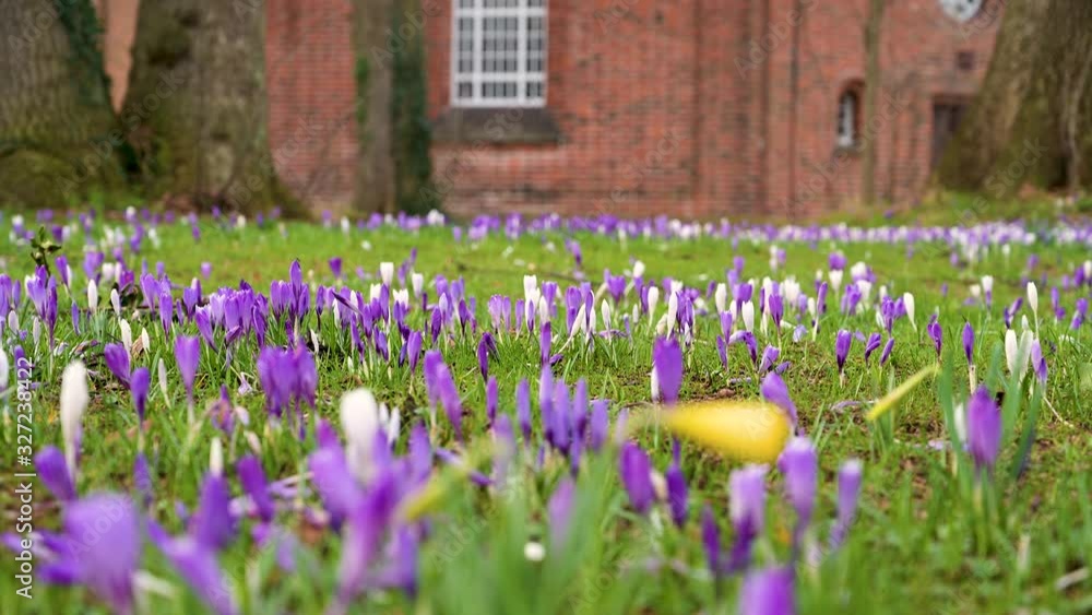 Krokusblüte zum Frühlingsanfang vor einer Kirche Krokusblüte zum Frühlingsanfang vor einer Kirche