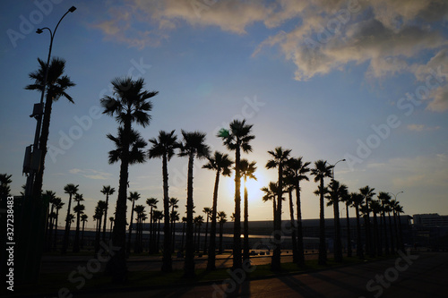  beautiful palm trees at sunset