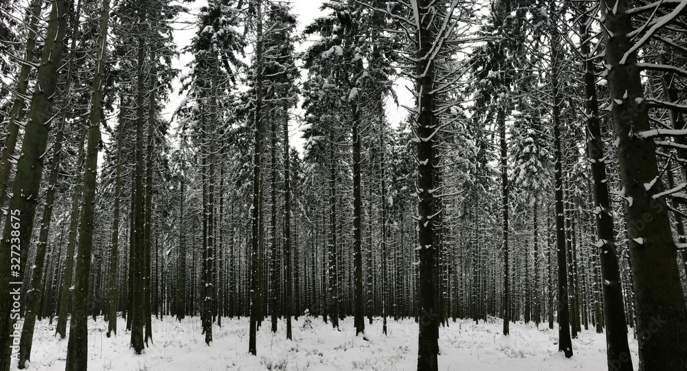 Obraz premium Winter Forest