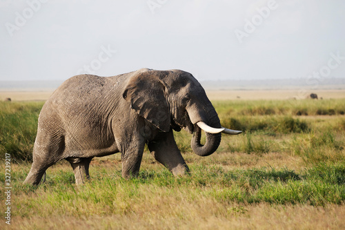 Elephants in Amboseli Nationalpark  Kenya  Africa