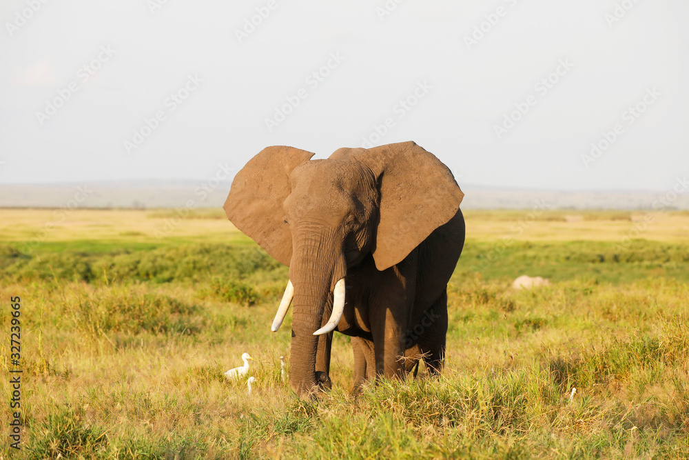 Obraz premium Elephants in Amboseli Nationalpark, Kenya, Africa