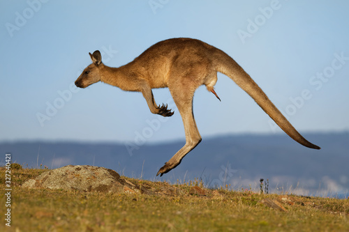 Macropus giganteus - Eastern Grey Kangaroo marsupial found in eastern third of Australia, also known as the great grey kangaroo and the forester kangaroo. Jumping in the coastal bush photo