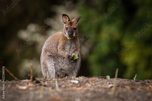 Bennett's wallaby - Macropus rufogriseus, also red-necked wallaby, medium-sized macropod marsupial, common in eastern Australia, Tasmania, introduced to New Zealand, England photo