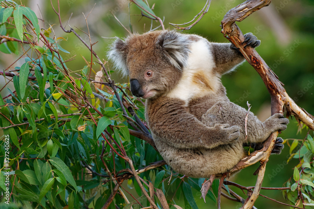 Obraz premium Koala - Phascolarctos cinereus on the tree in Australia, eating, climbing on eucaluptus