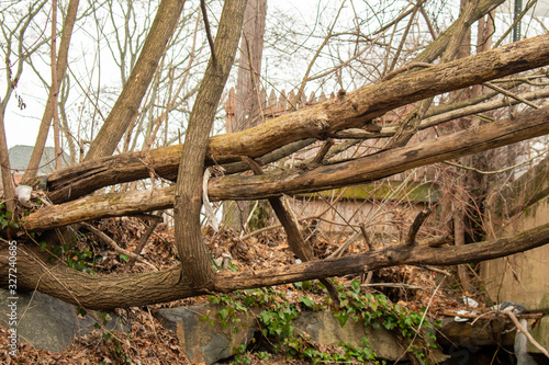 Large Dead Tree Branches Laying Vertically Over a Gap