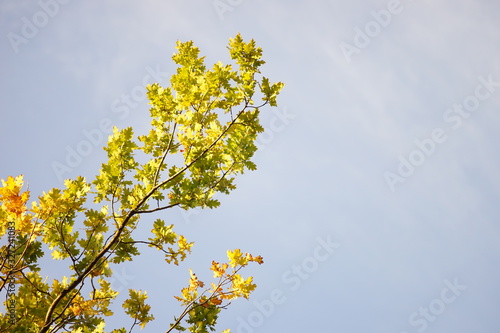 green and golden oak leaves grow on a tree branch on blue sky background.