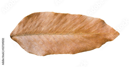 Wilted teak leaf isolated on white background